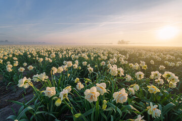 Colorful daffodils flower fields in Keukenhof, Lisse at Sunrise in Netherlands