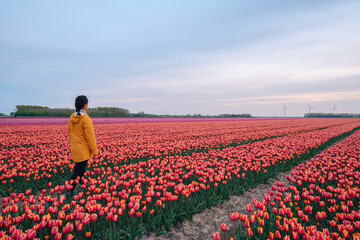 Woman in the tulip flower field in Nehterlands