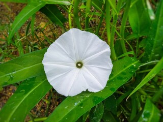 The morning glory has white flowers.