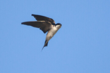 balestruccio (Delichon urbicum) in volo su sfondo cielo blu,silhouette primo piano
