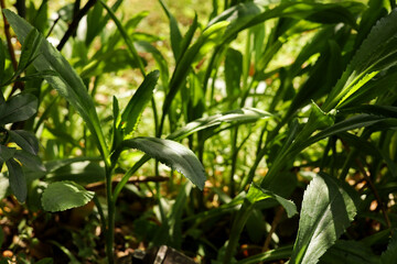 green plants in the garden