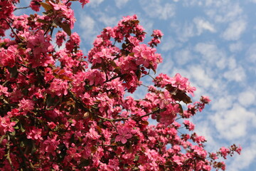 Spring cherry blossom - obrazy, fototapety, plakaty