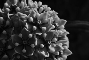 Asclepias asperula in Texas native plant landscape with macro closeup in black and white of antelope horns perennial during spring.