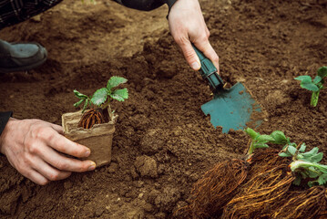 man plant strawberries in the ground with a garden shovel 4