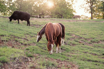 Horses grazing on hill of Texas landscape during sunset in spring season.