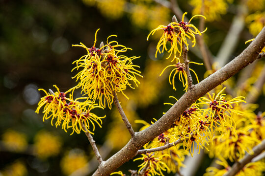 Witch hazel that yellow beautiful flowers bloom early spring.