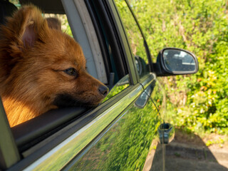 dog in the car. Spitz dog breed.