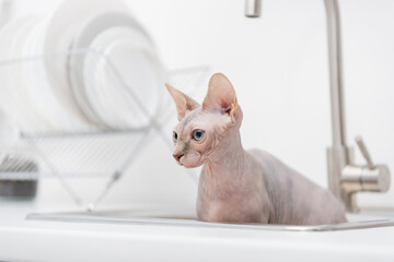 Hairless sphynx cat looking away from blurred sink in kitchen. - obrazy, fototapety, plakaty
