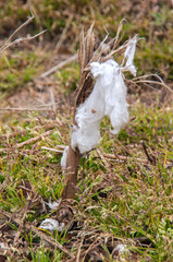 Vertical of cotton clinging to the stalk after harvesting on a farm in Eastern North Carolina, USA