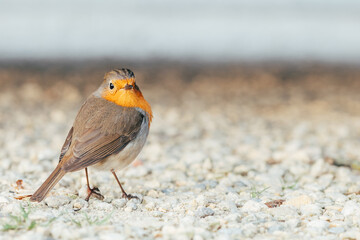 close-up shot of a robin looking at the camera