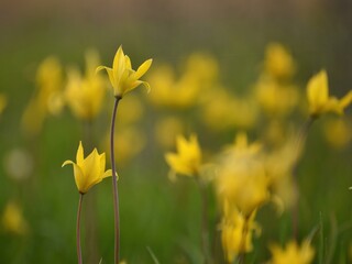 Forest yellow tulip in a meadow on a spring evening outdoors on a natural blurred background close-up. Blooming wild tulip.