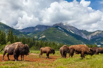 Raamstickers Amerikaanse bizon of buffel © Darren Baker