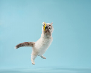 Siberian kitten on a blue background. Cat studio plays