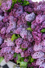 Closeup of fresh blossoming purple lilac flowers at outdoor florist shop. Spring blossom. 