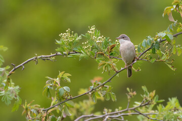 Common whitethroat (Sylvia communis) perched in a tree. Beautiful spring wildlife scene with a European warbler species.