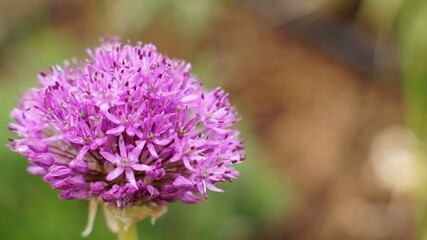 A beautiful Holland leek (Allium hollandicum)