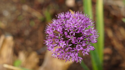 A beautiful Holland leek (Allium hollandicum)