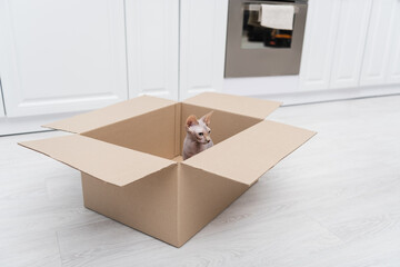 Hairless sphynx cat sitting in carton box on floor in kitchen.