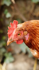 Glückliche Hühner in Freilandhaltung