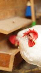 Glückliche Hühner in Freilandhaltung