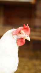 Glückliche Hühner in Freilandhaltung