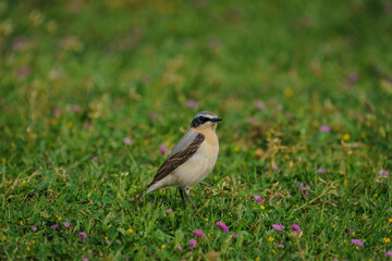 Northern Wheatear (Oenanthe oenanthe) perched on grass