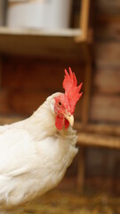 Glückliche Hühner in Freilandhaltung