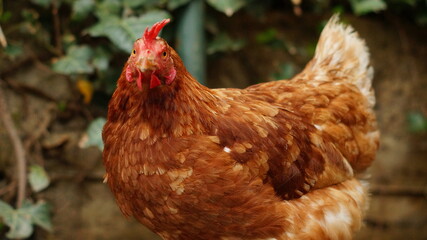 Glückliche Hühner in Freilandhaltung