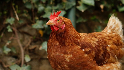 Glückliche Hühner in Freilandhaltung