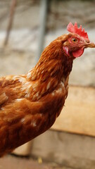 Glückliche Hühner in Freilandhaltung