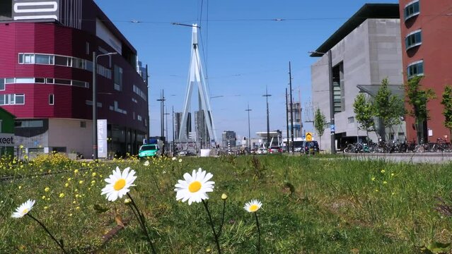Rotterdam, Netherlands - April 28, 2022: Daisies on abandoned tram rails in Rotterdam - in the background Erasmus bridge. Ambulance car on an emergency ride