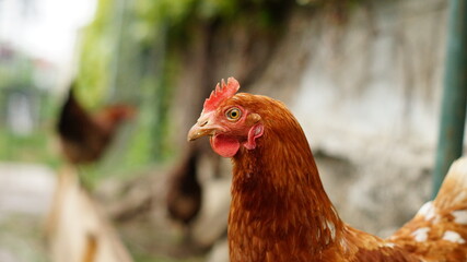 Glückliche Hühner in Freilandhaltung