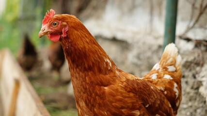 Glückliche Hühner in Freilandhaltung