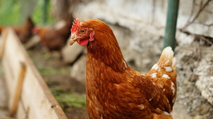 Glückliche Hühner in Freilandhaltung