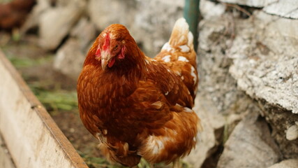 Glückliche Hühner in Freilandhaltung