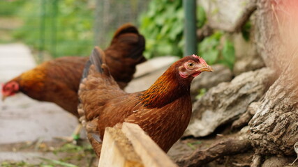 Glückliche Hühner in Freilandhaltung