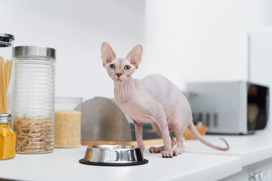 Sphynx cat looking at camera near bowl on kitchen worktop.