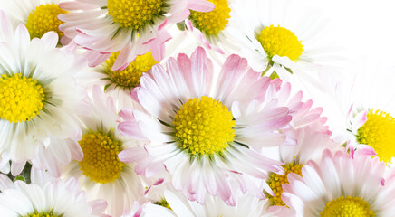 daisy flowers with visible details. background or texture