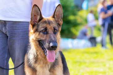 A large shepherd with his mouth open and tongue sticking out in the park next to his owner.