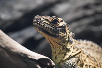 フィリピンホカケトカゲ