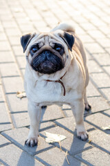 Obraz premium A small pug dog stands in the park on the alley and looks up