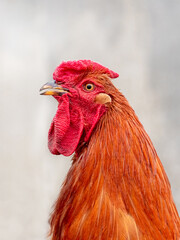 Brown rooster close up on blurred background, portrait of rooster in profile