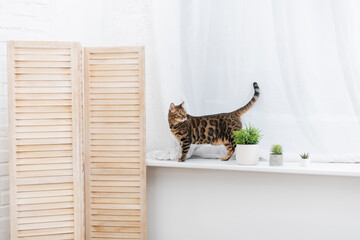 Bengal cat standing near plants on windowsill at home.