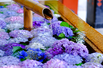 紫陽花の花手水