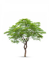 Obraz premium The tree looks beautiful, isolated on a white background.