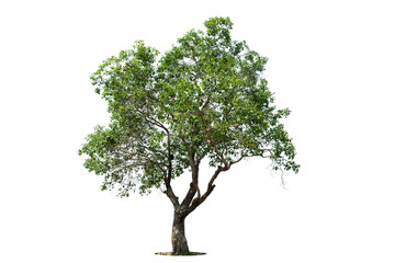 Tree isolate on white background with clipping path