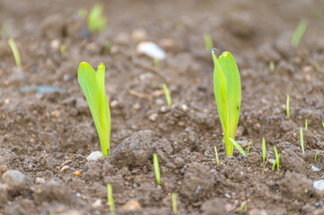 Field cultivated with maize. Newly sprouted maize plants. Maize shortage and new cultivation.
