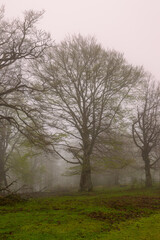 Fototapeta na wymiar Tree in the Sierra de Urbasa in the morning mist.