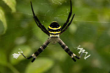 様々な顔姿のクモたち