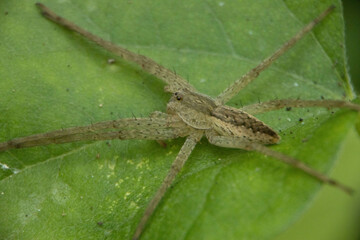 様々な顔姿のクモたち